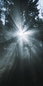 Fog,Beams,Rays,Forest,Trees,Glow,Music