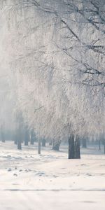 Fog,Branches,Branch,Frost,Hoarfrost,Birch,Nature,Cold