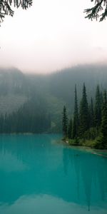 Fog,Branches,Lake,Forest,Nature