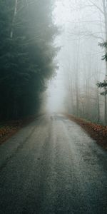 Fog,Branches,Trees,Nature,Autumn,Road