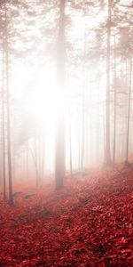 Fog,Foliage,Trees,Autumn,Nature,Switzerland,Forest