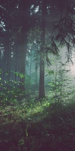 Brouillard,Forêt,Arbres,Nature