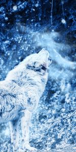 Fog,Howl,Wolf,Predator,Animals,Loneliness