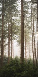 Arbres,Pin,Forêt,Brouillard,Nature