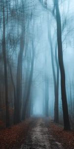 Brouillard,Forêt,Nature,Feuillage,Chemin,Automne