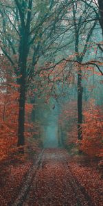 Fog,Road,Nature,Autumn,Forest