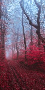 Arbres,Nature,Route,Brouillard,Forêt