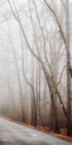 Fog,Road,Nature,Turn,Forest,Autumn