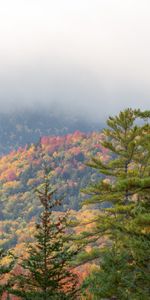 Nature,Brouillard,Épicéa,Sapin,Forêt,Automne