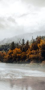 Fog,Spruce,Fir,Nature,Rivers,Forest,Autumn