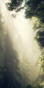 Fog,Sunlight,Trees,Nature,Forest