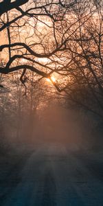 Brouillard,Route,Forêt,Arbres,Nature,Coucher De Soleil