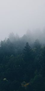 Fog,Trees,Forest,Nature