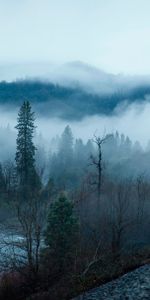 Fog,Trees,Lake,Mountains,Railway,Nature