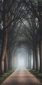 Fog,Trees,Nature,Road,Alley