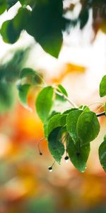 Foliage,Macro,Branch,Drops,Spring