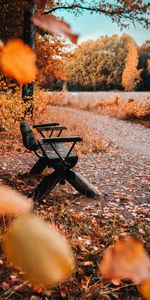 Nature,Banc,Feuillage,Feuilles,Automne