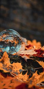 Foliage,Reflection,Ball,Macro,Glass,Autumn