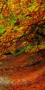 Feuillage,Automne,Nature,Arbres,Forêt