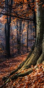 Foliage,Trees,Autumn,Nature,Forest