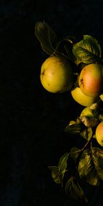 Food,Apples,Branch,Leaves,Fruit