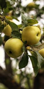 Food,Apples,Branch,Leaves,Garden