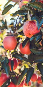 Food,Apples,Ripe,Fruits,Harvest