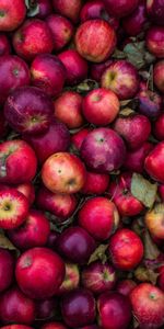 Food,Apples,Ripe,Pink,Harvest