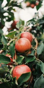 Bois,Arbre,Branche,Fruit,Nourriture,Pommes,Le Fruit,Jardin