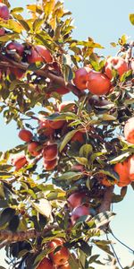 Food,Apples,Wood,Tree,Branch,Fruity,Fruit