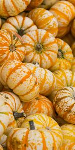 Food,Autumn,Vegetable,Pumpkin,Harvest