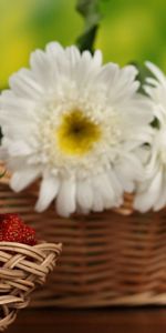 Food,Berries,Basket,Flowers,Strawberry