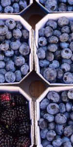 Food,Berries,Bilberries,Blackberry