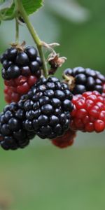 Food,Berries,Branch,Blackberry