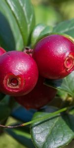 Food,Berries,Branch,Lingonberry,Cowberry