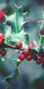 Food,Berries,Branch,Rowan