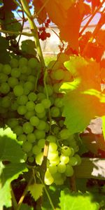 Food,Berries,Branches,Sunlight,Grapes