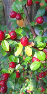 Food,Berries,Bush,Nature