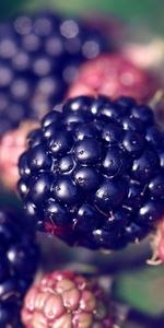 Food,Berries,Fruits,Blackberry