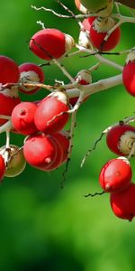 Food,Berries,Macro,Branch