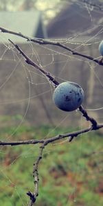 Drops,Macro,Baies,Nourriture,Automne