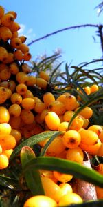 Plantes,Nourriture,Baies