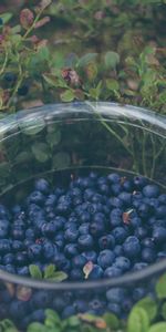 Food,Berries,Plate,Gathering,Bilberries,Collection