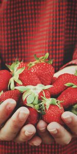 Food,Berries,Strawberry,Hands,Harvest