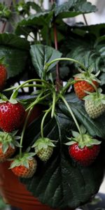 Food,Berries,Strawberry,Wild Strawberries