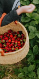 Food,Berry,Basket,Strawberry,Hand,Harvest