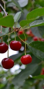 Food,Berry,Cherry,Leaves,Branch,Fruit