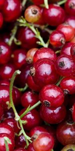 Food,Berry,Red Currants,Redcurrant,Clusters,Bunches