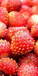 Food,Berry,Ripe,Strawberry,Wild Strawberries