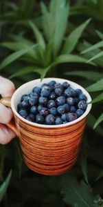 Arándanos,Mano,Taza,Una Taza,Baya,Comida